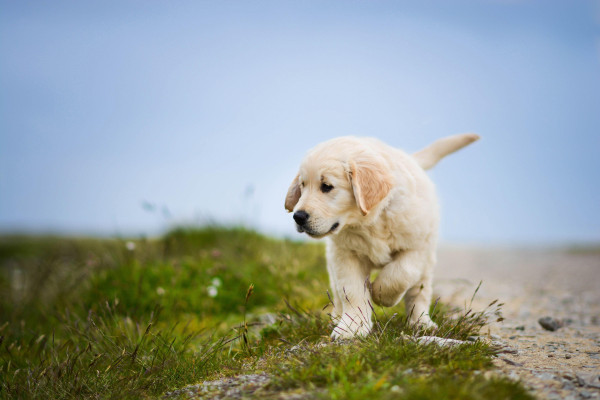 4K Dog Wallpaper