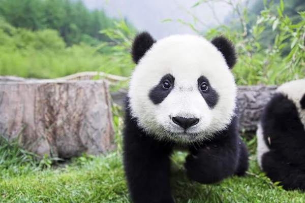 Baby Panda Wallpaper