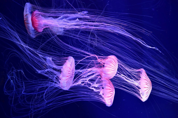 Jellyfish Wallpaper
