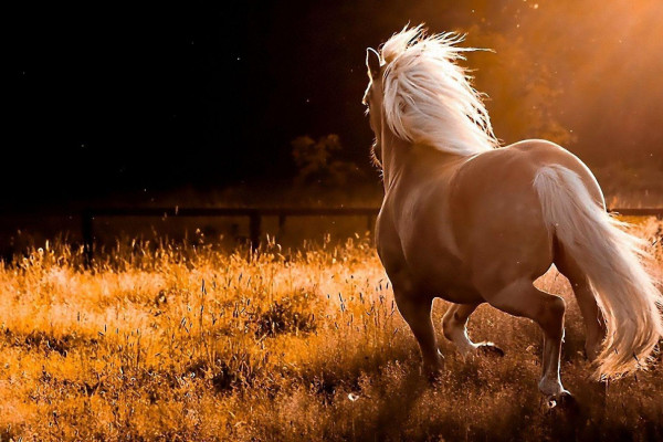 Wild Horses Wallpaper