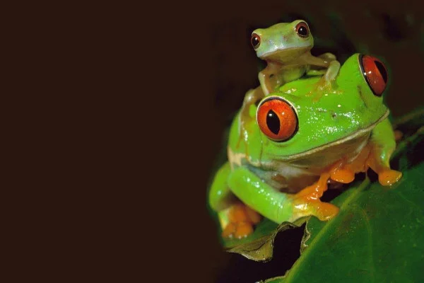 Frog Wallpaper