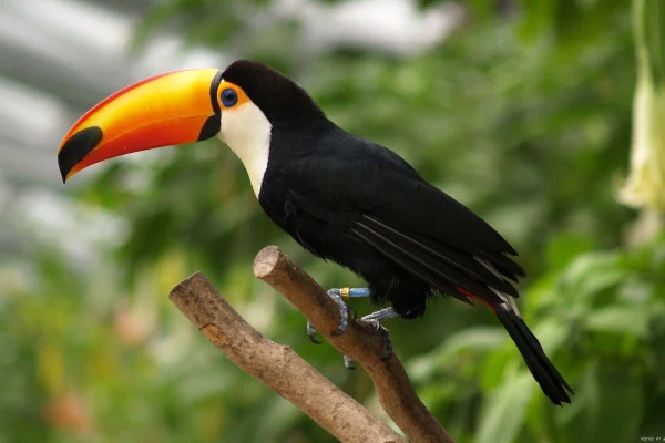 Tucan Wallpaper