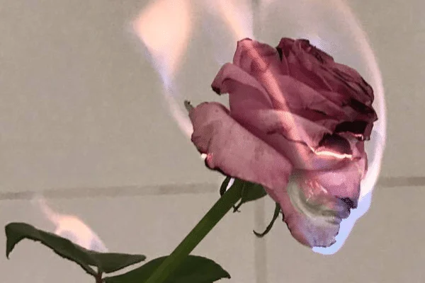 Rose Aesthetic Wallpaper
