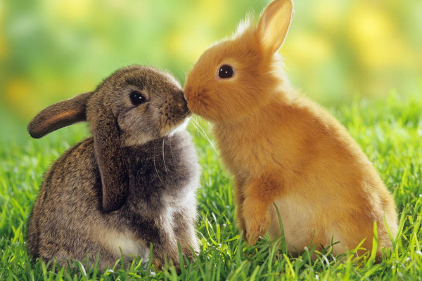 Rabbit Wallpaper