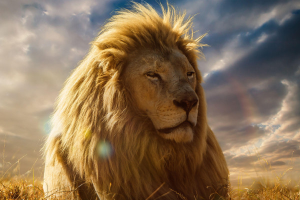 Lion King 4K Wallpaper