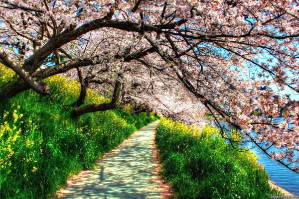 Spring Nature Wallpaper