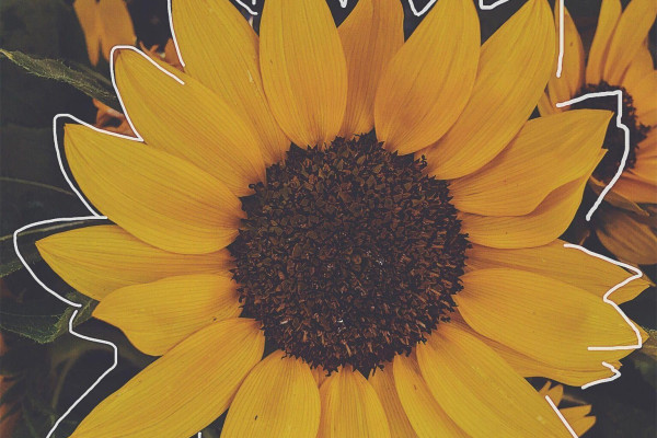 Yellow Aesthetic Sunflowers Wallpaper