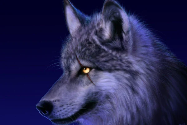 Wolf Wallpaper