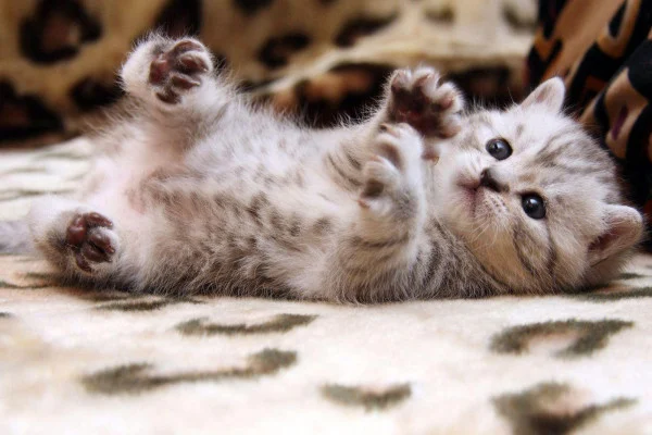 Cute Cat Wallpaper